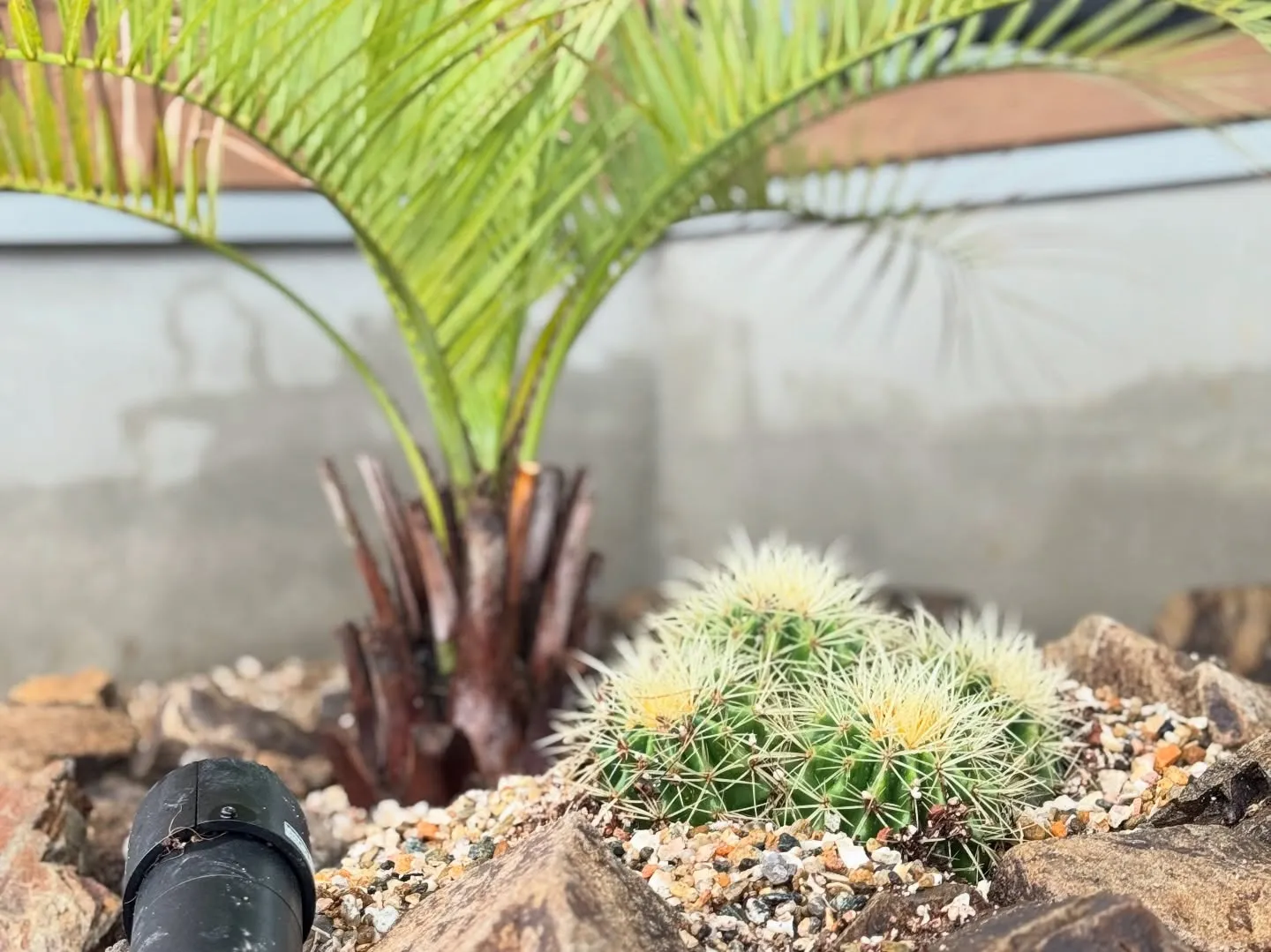 🌵整骨院の植栽を植え替えました🌴