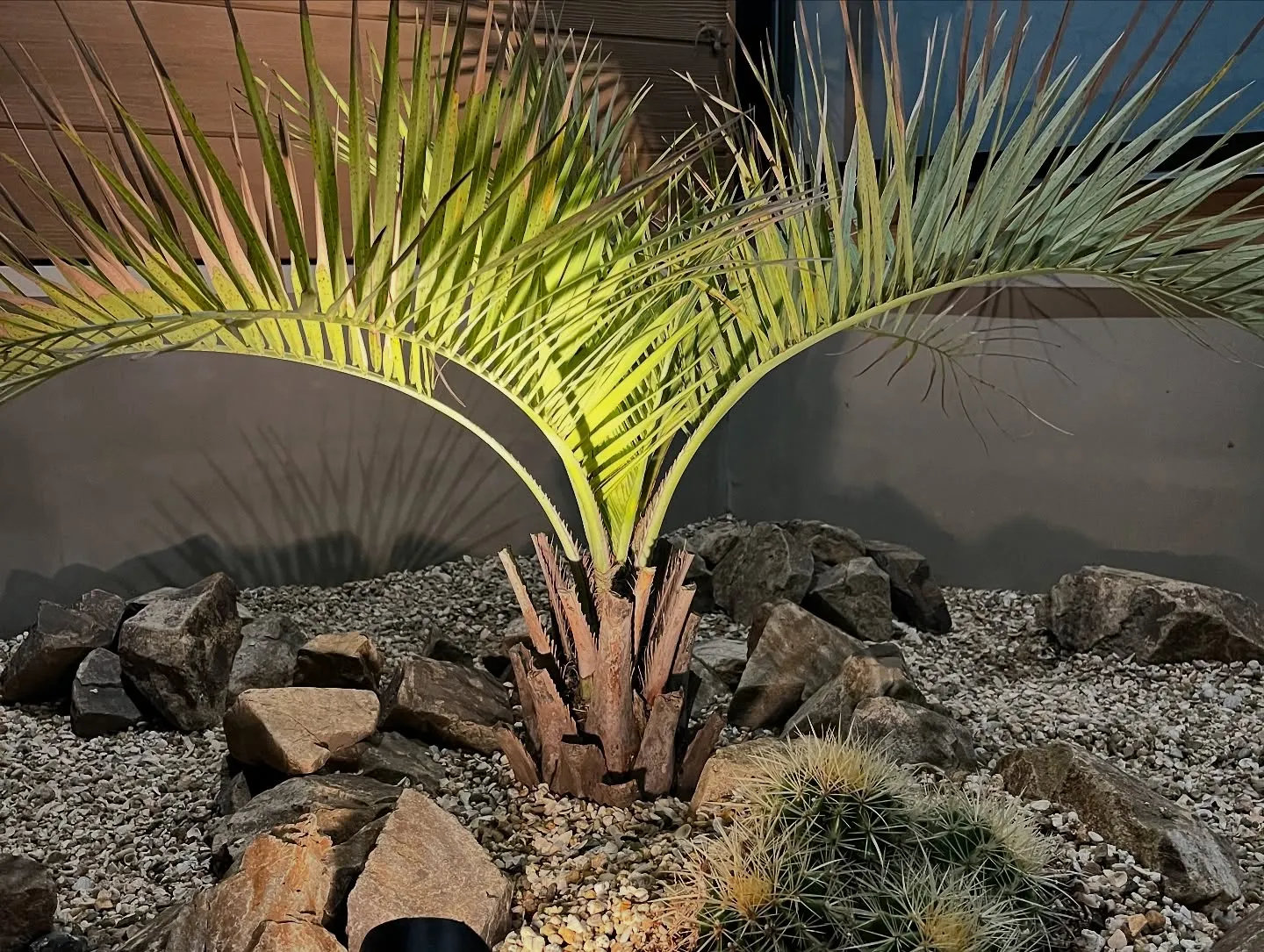 🌵整骨院の植栽を植え替えました🌴