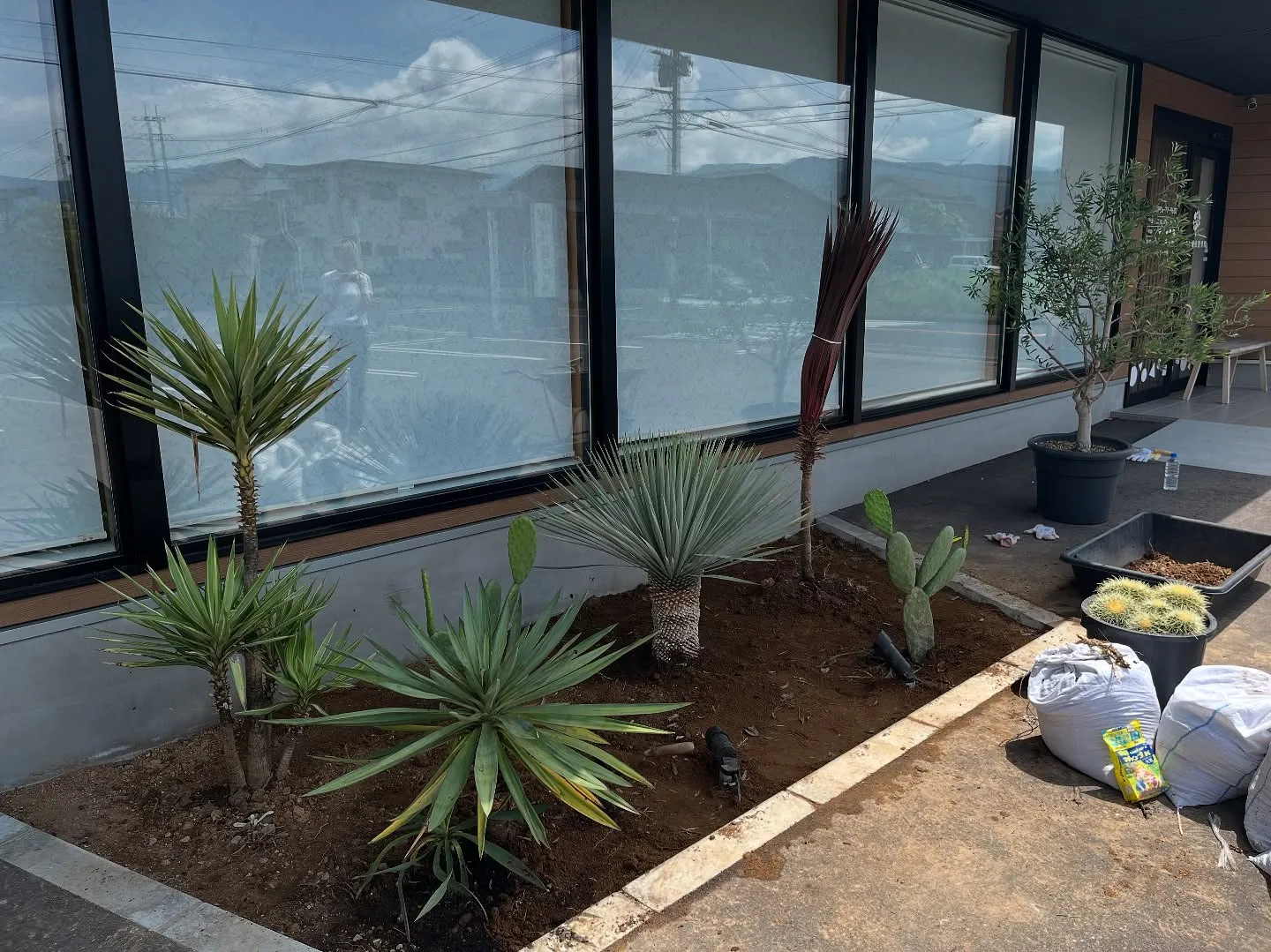 🌵整骨院の植栽を植え替えました🌴