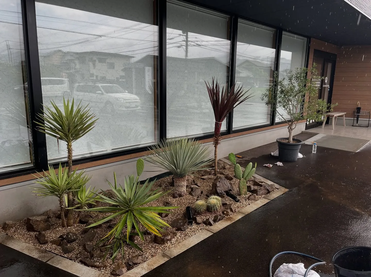 🌵整骨院の植栽を植え替えました🌴