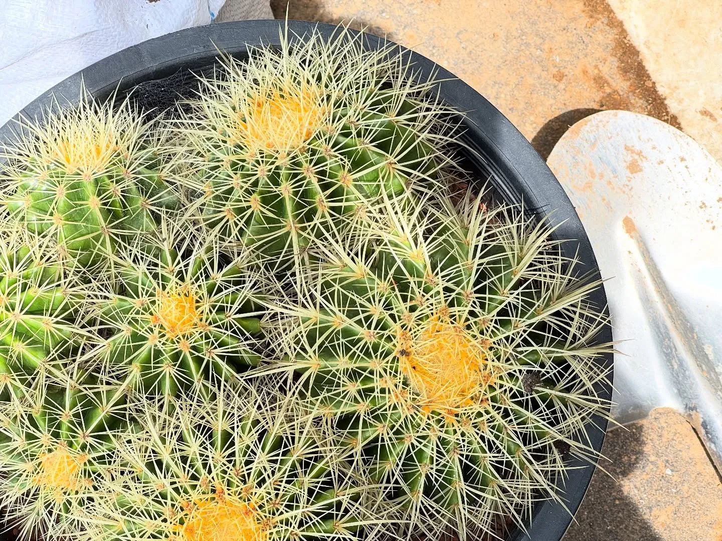 🌵整骨院の植栽を植え替えました🌴