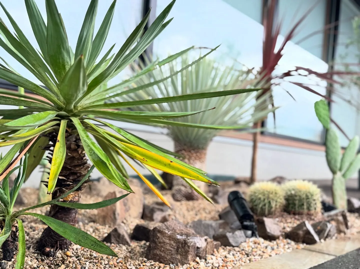 🌵整骨院の植栽を植え替えました🌴