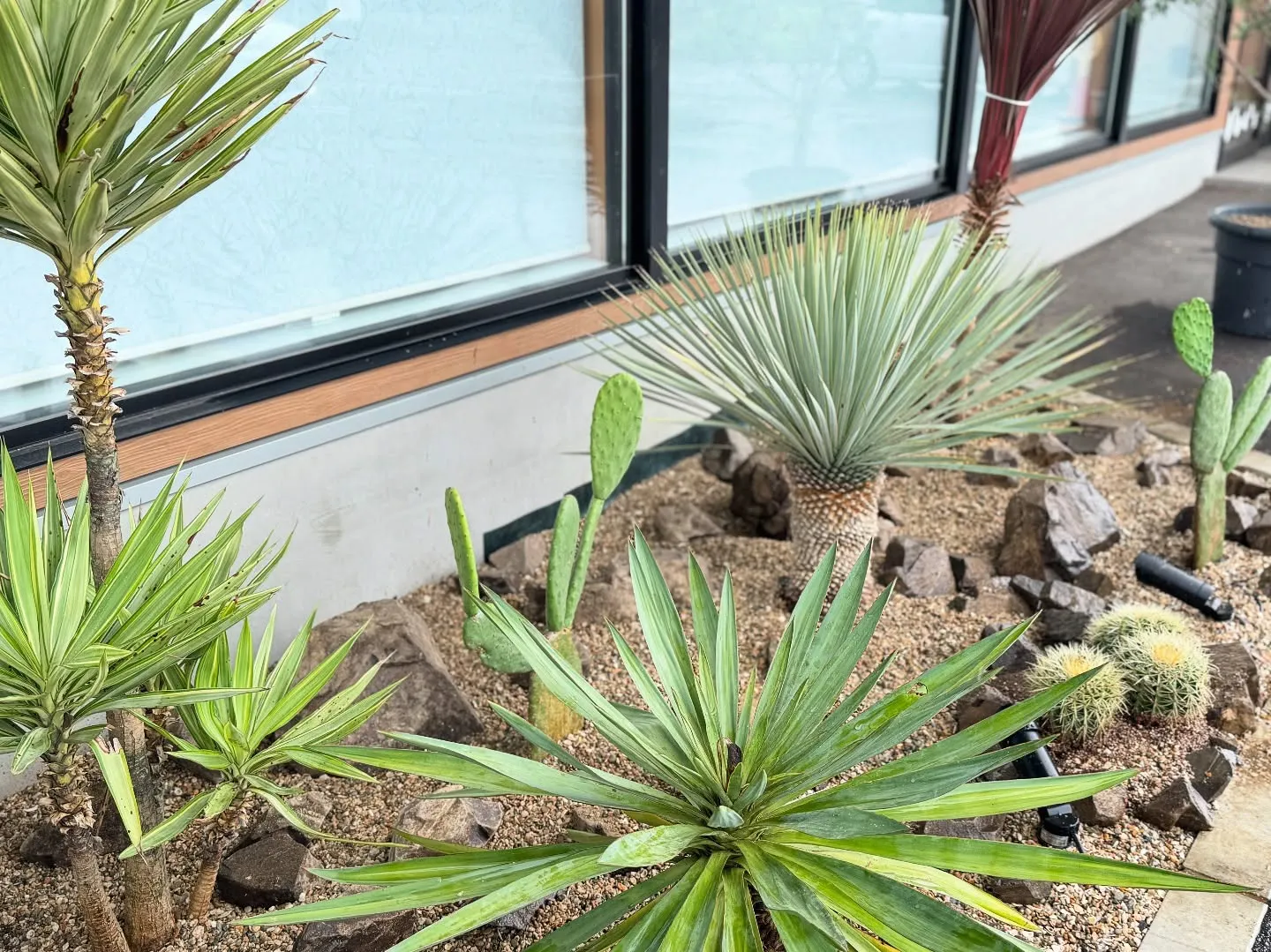 🌵整骨院の植栽を植え替えました🌴